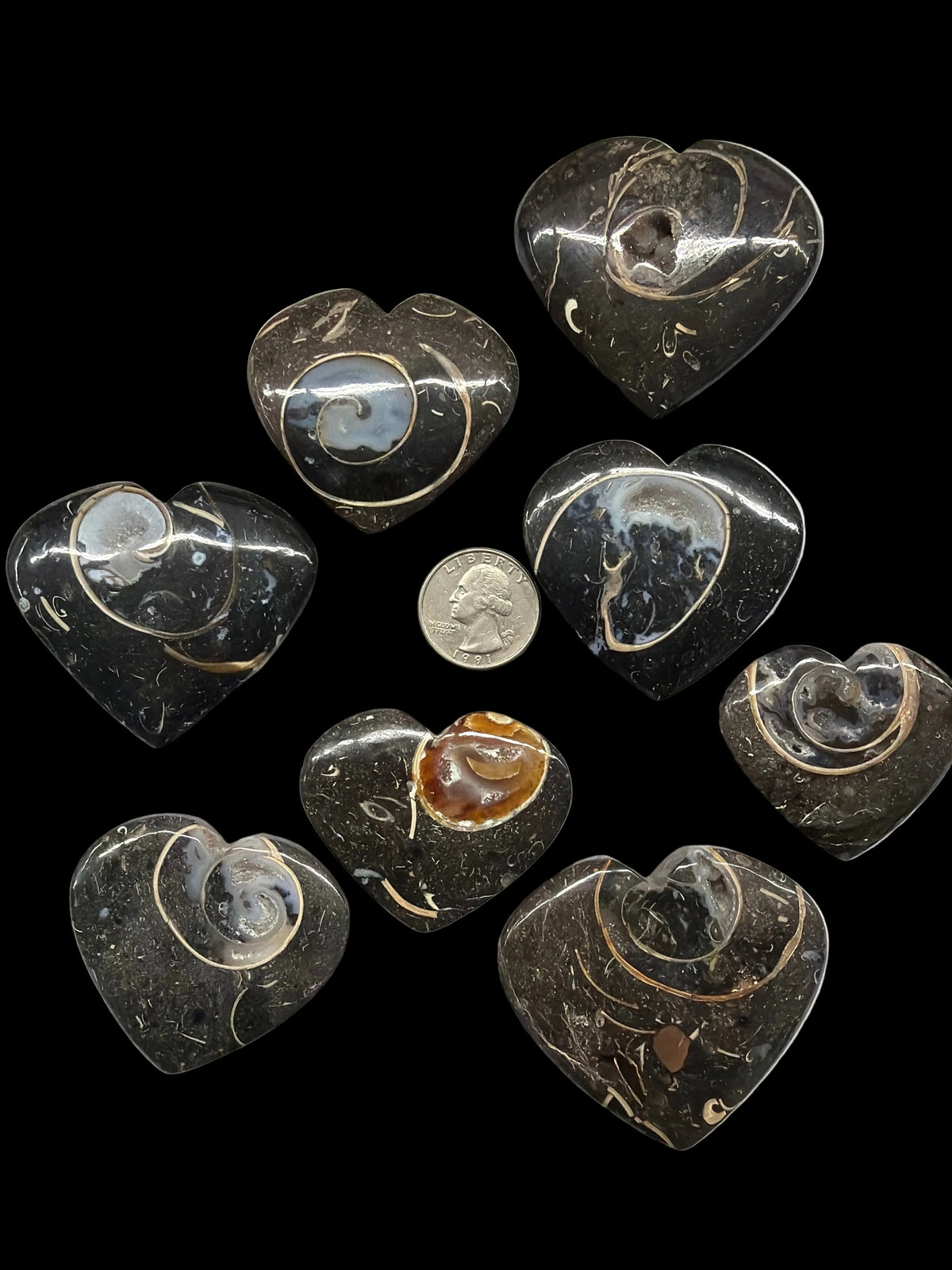 Colus Fossil Heart