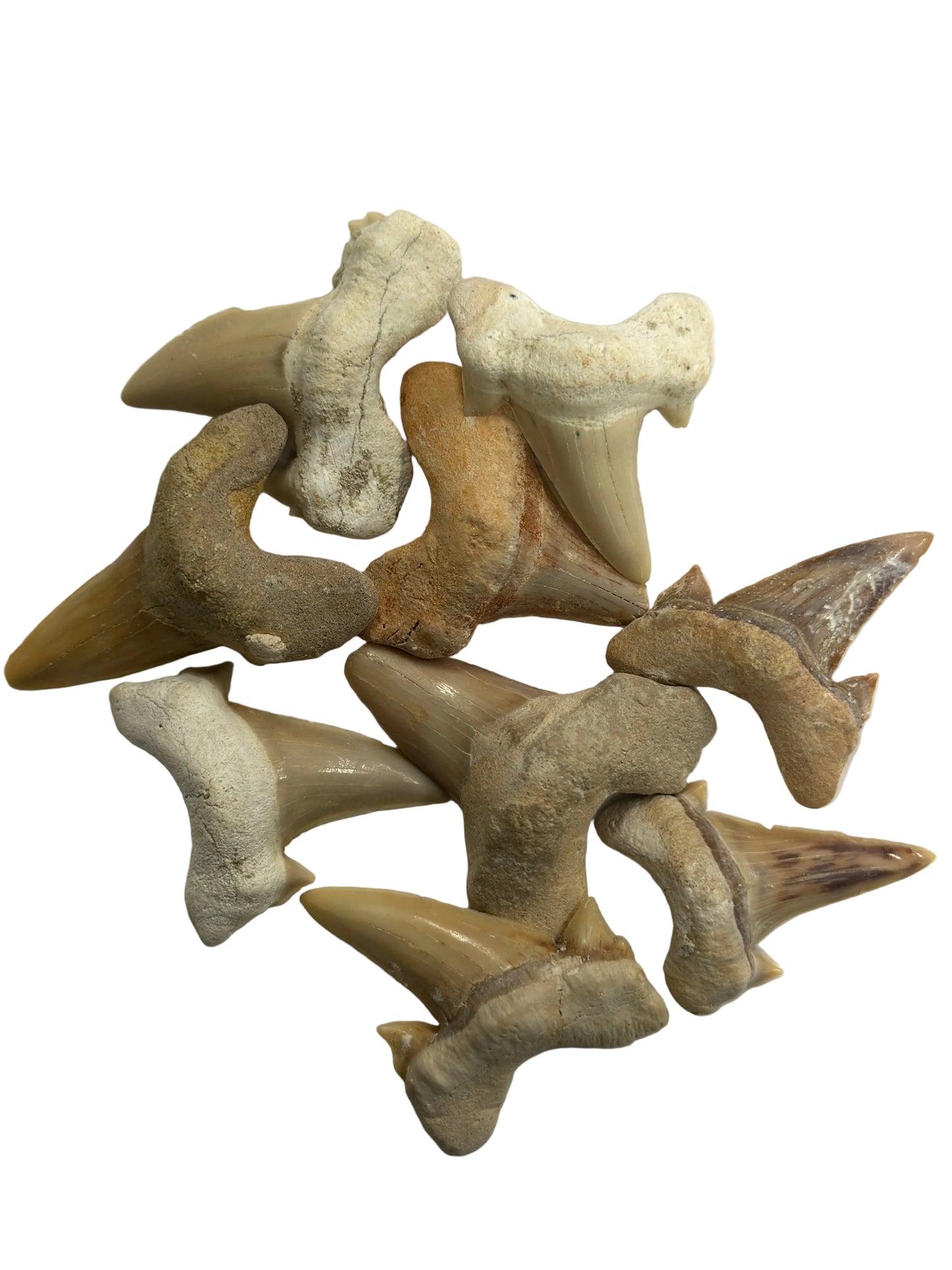 Shark Tooth