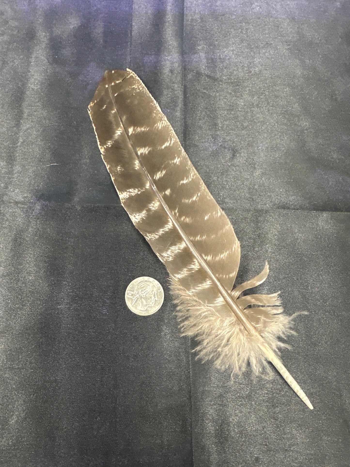 Turkey Feathers