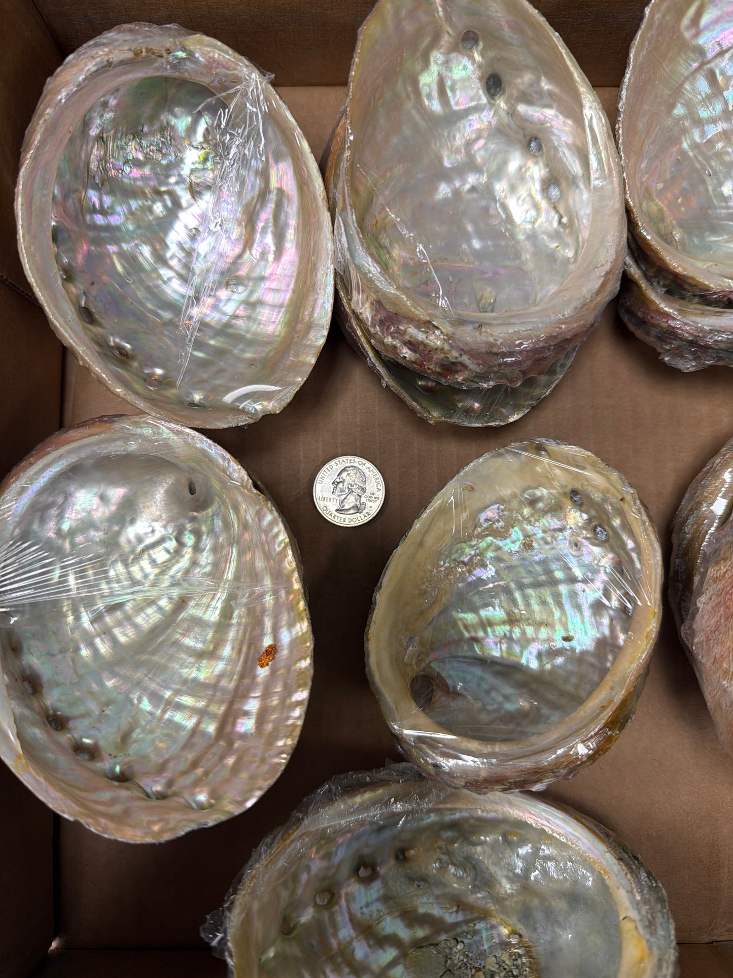 Abalone Shell 4-5”