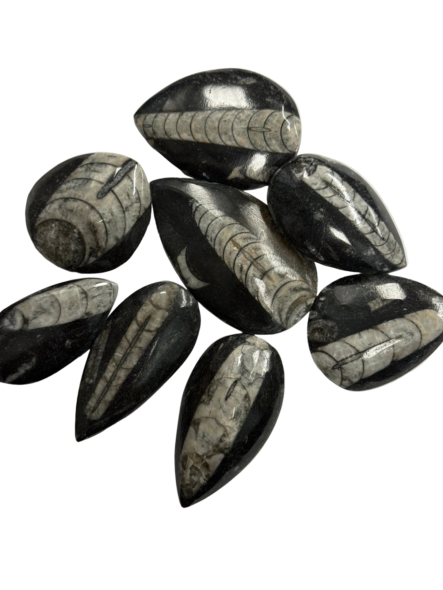 Orthoceras