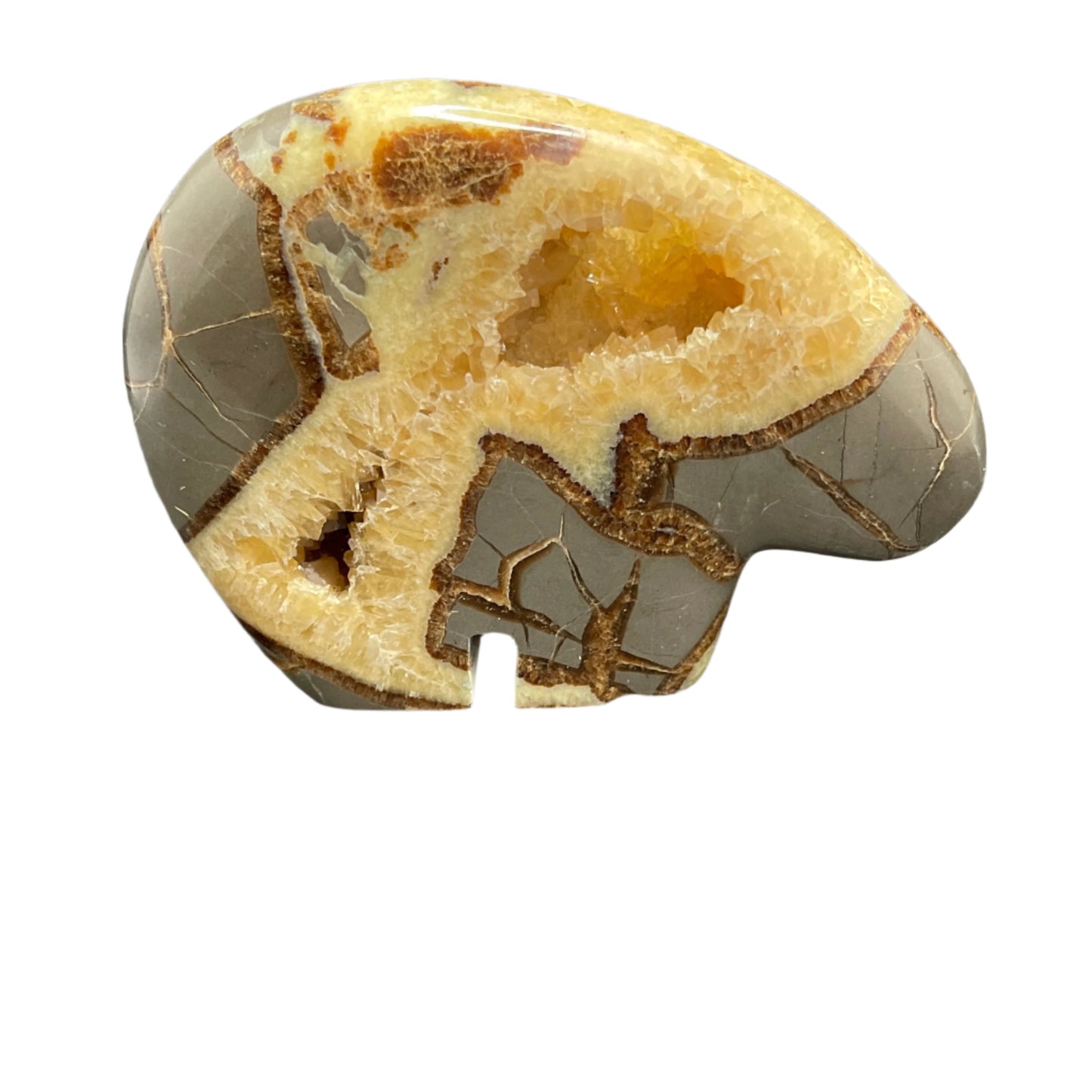 Septarian Bear