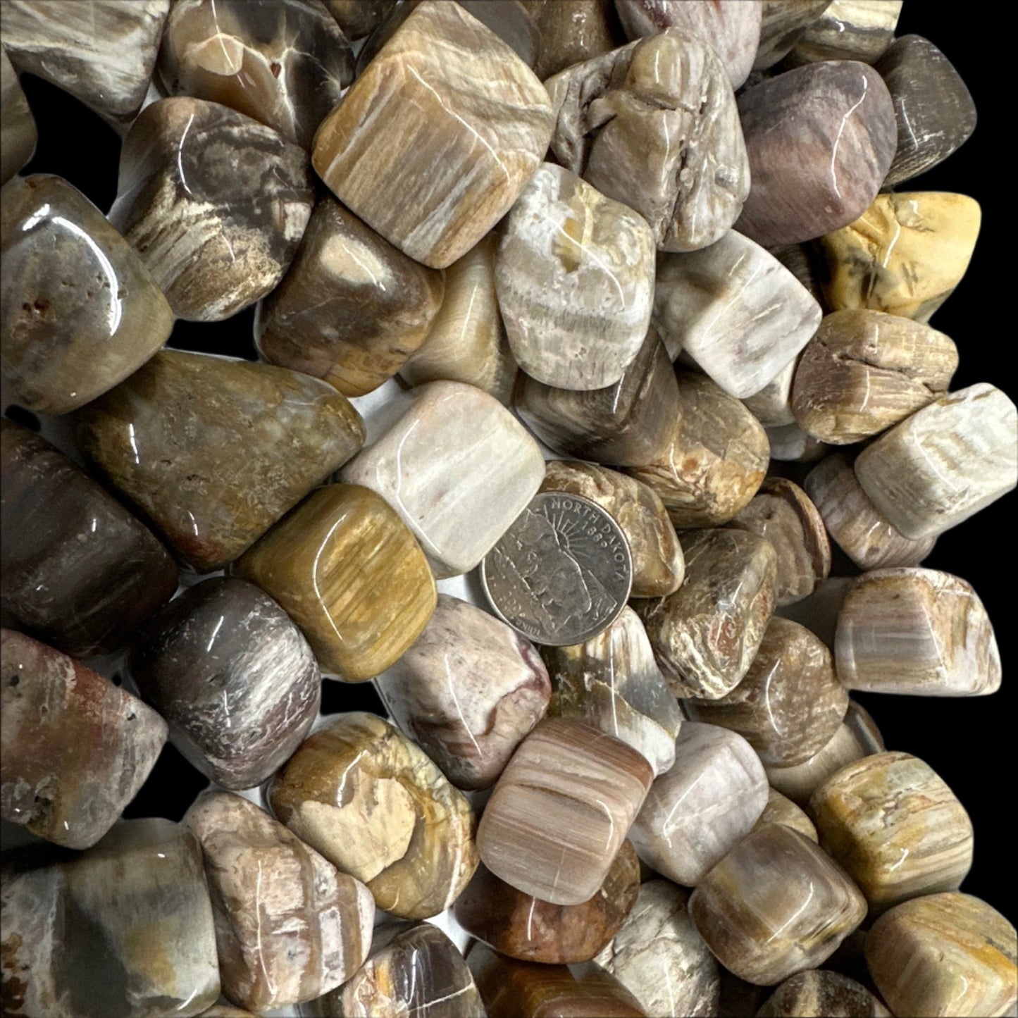 Petrified Wood Large Tumble
