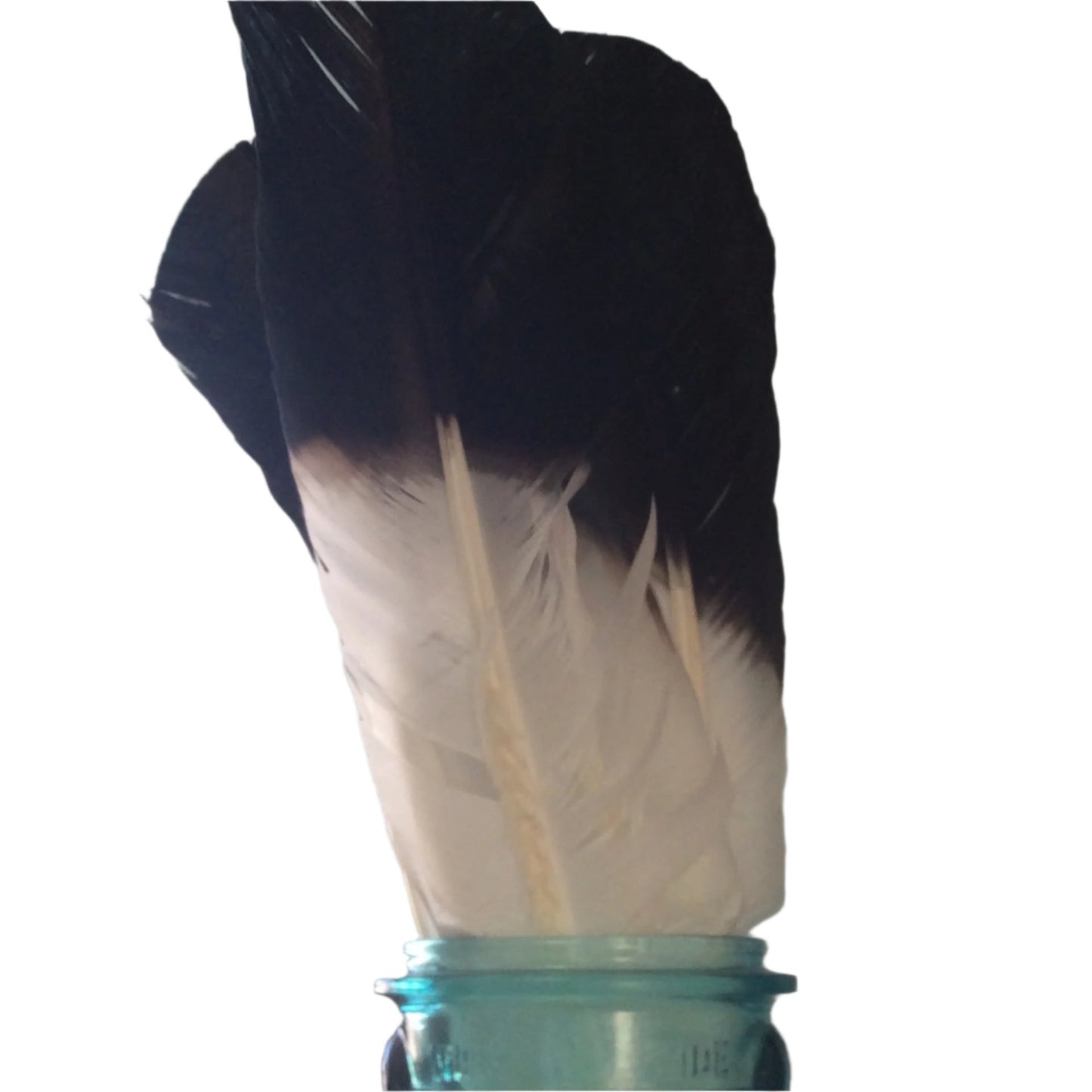 Eagle Feathers (Imitation)
