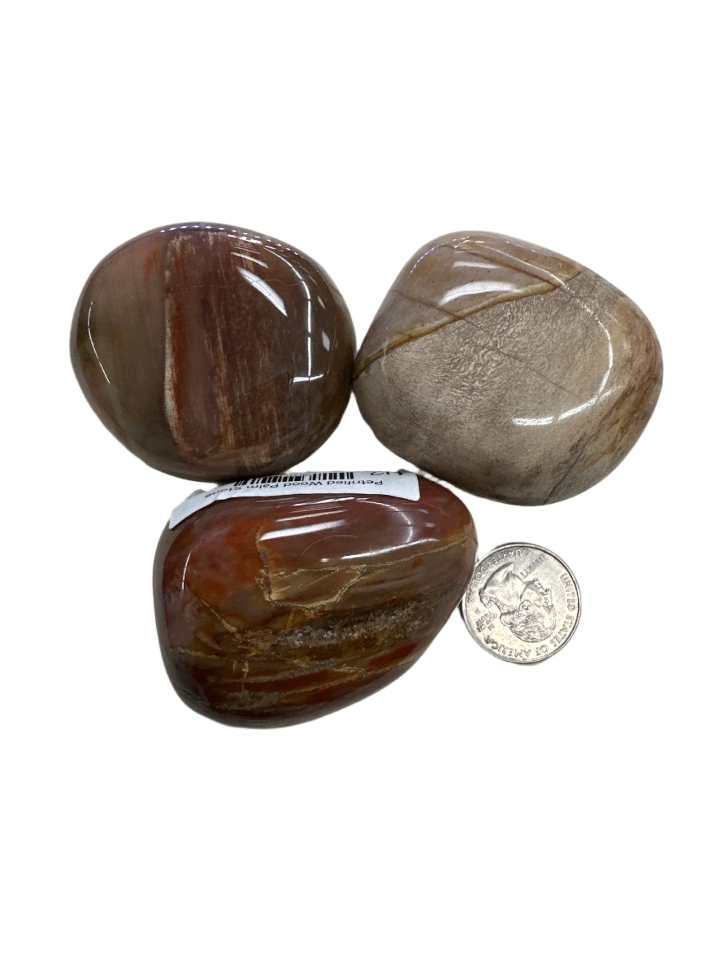 Petrified Wood Palm Stone