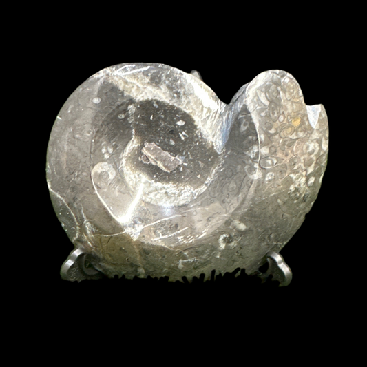 Goniatites Lg