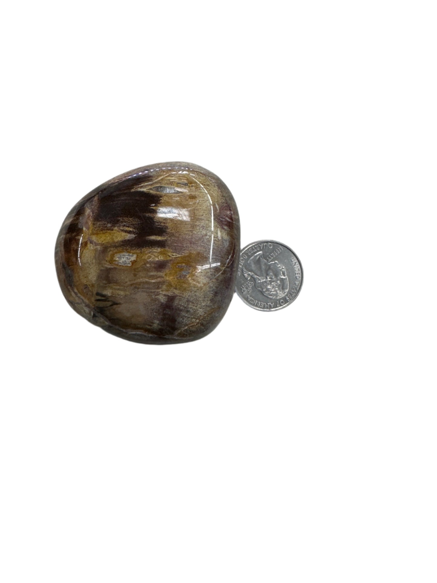 Petrified Wood Palm Stone