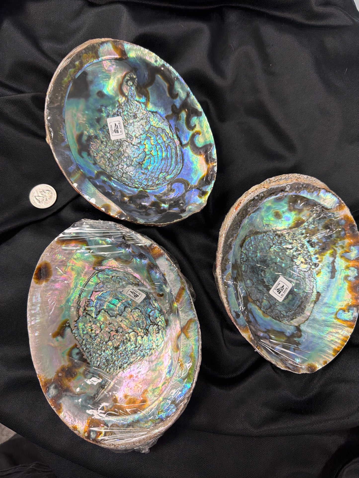 Abalone Shell 6-7"