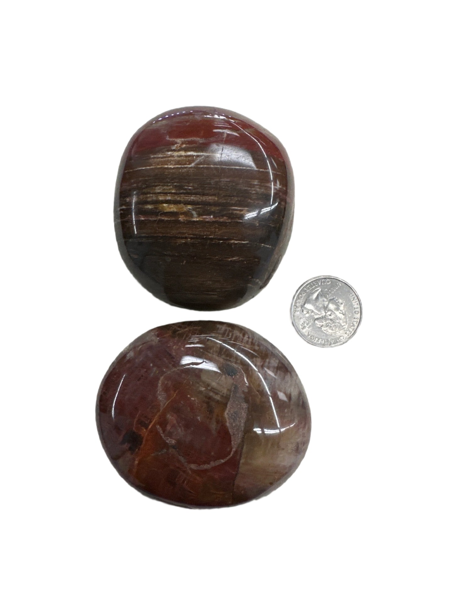 Petrified Wood Palm Stone