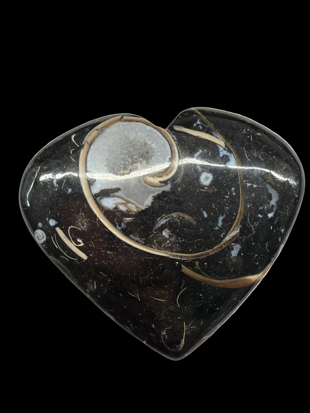 Colus Fossil Heart