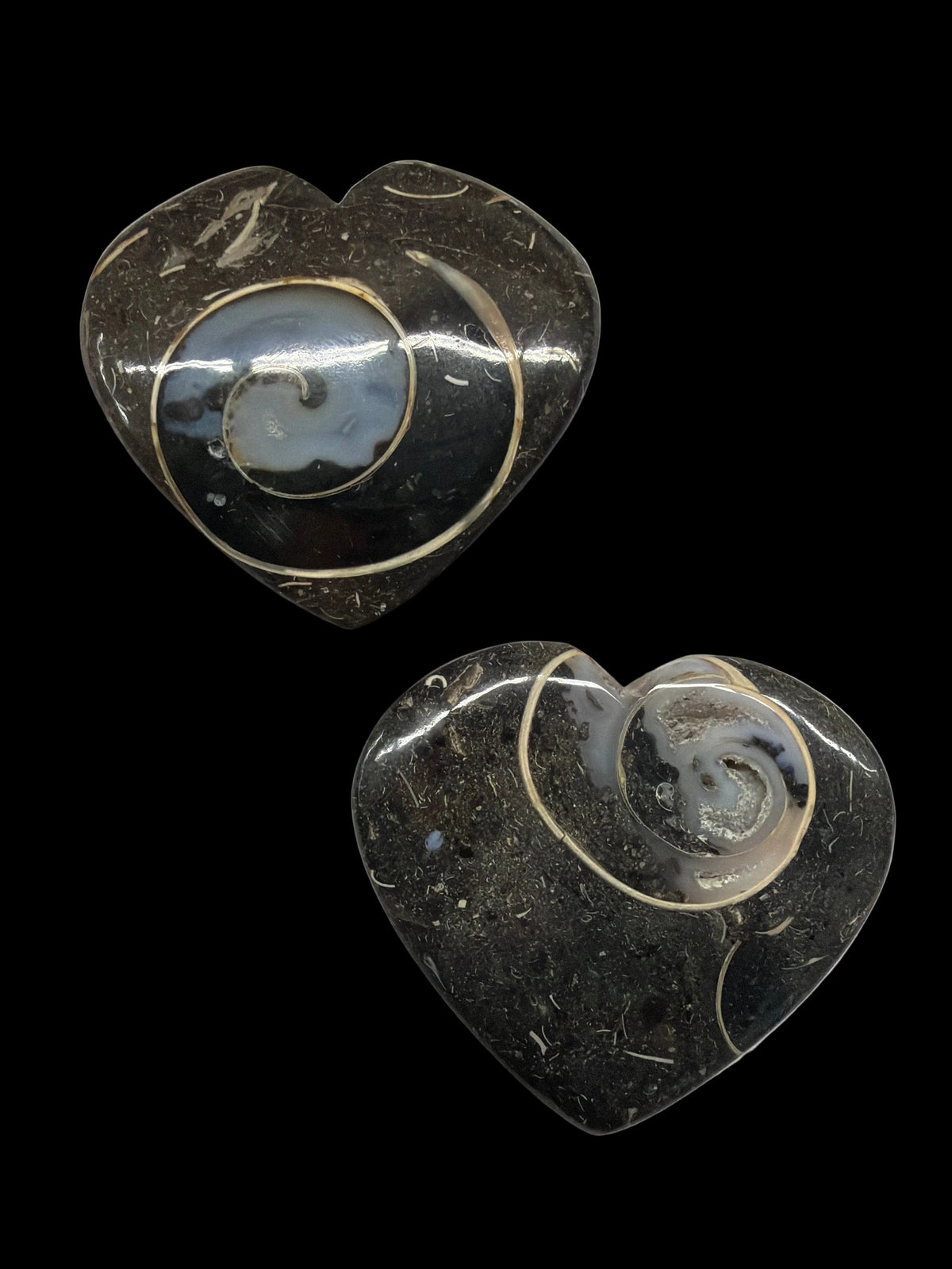 Colus Fossil Heart
