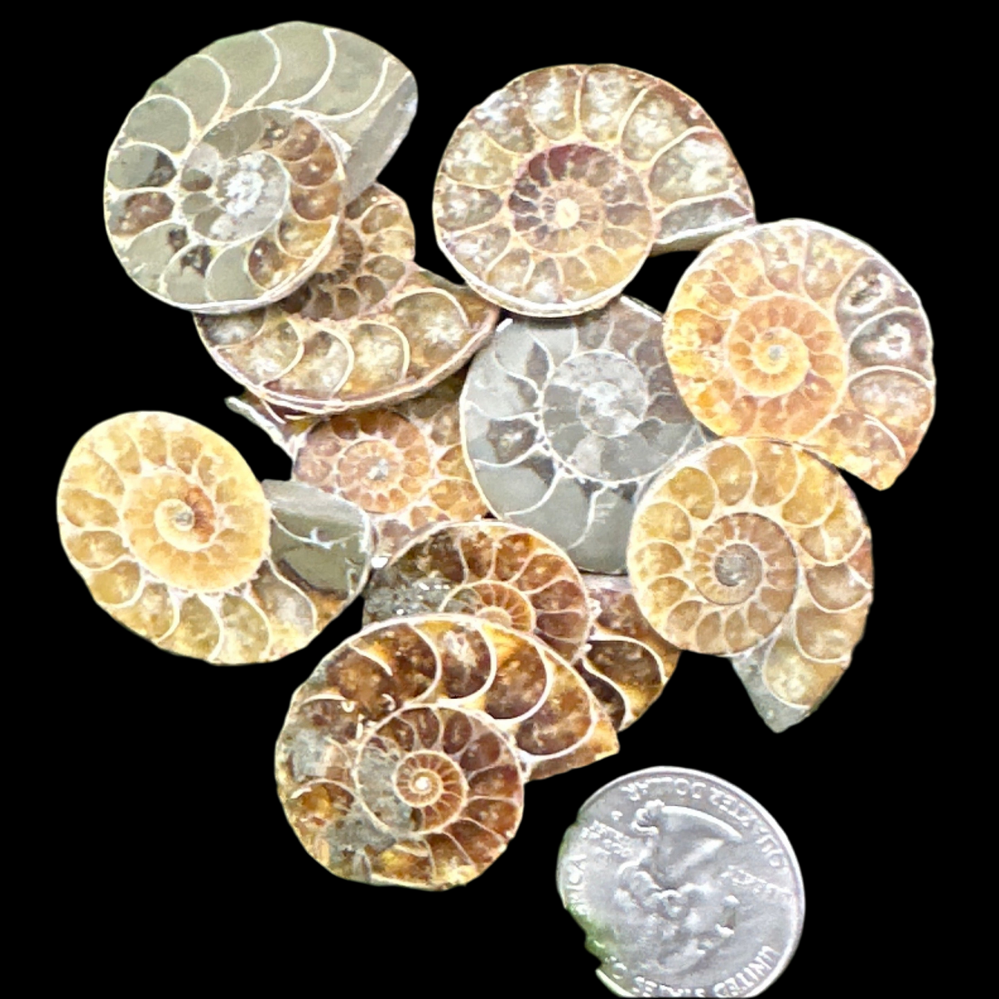 Ammonite