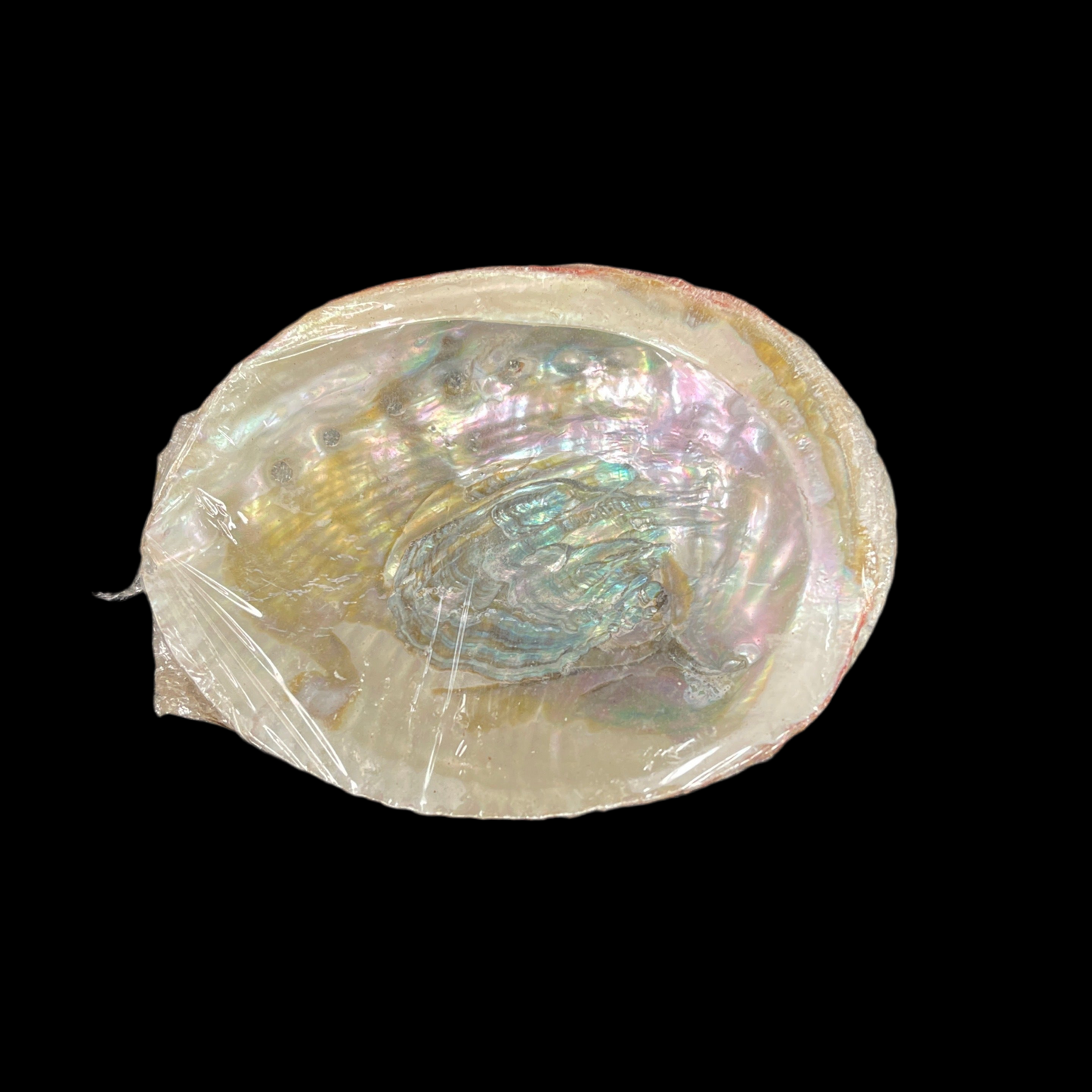 Abalone Shell 4-5”