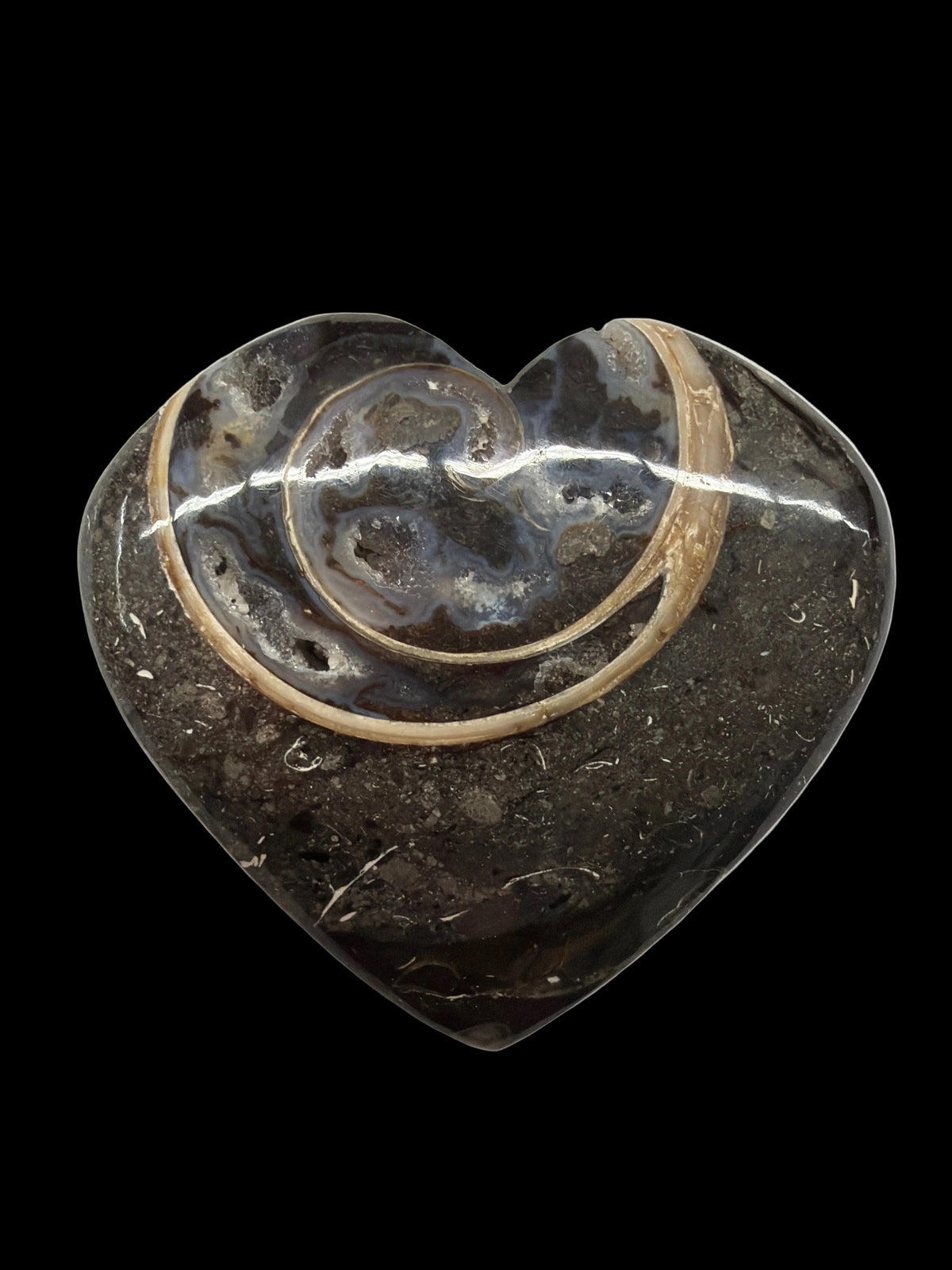 Colus Fossil Heart