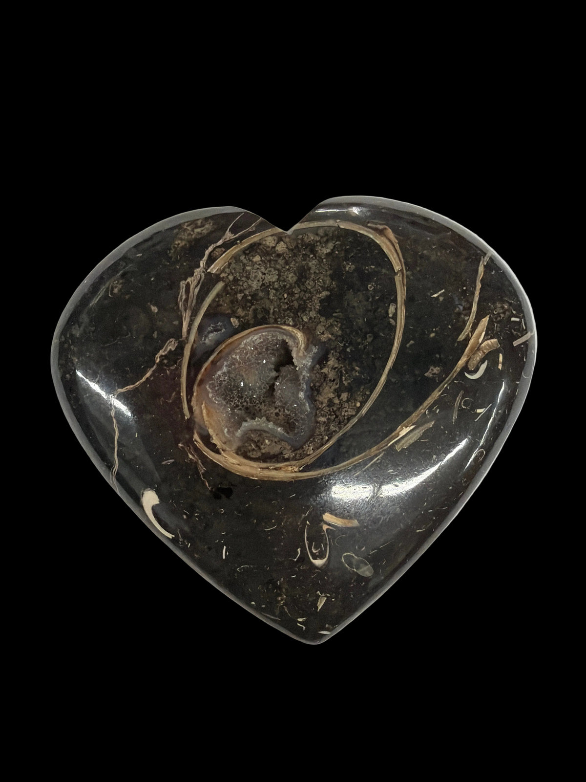 Colus Fossil Heart