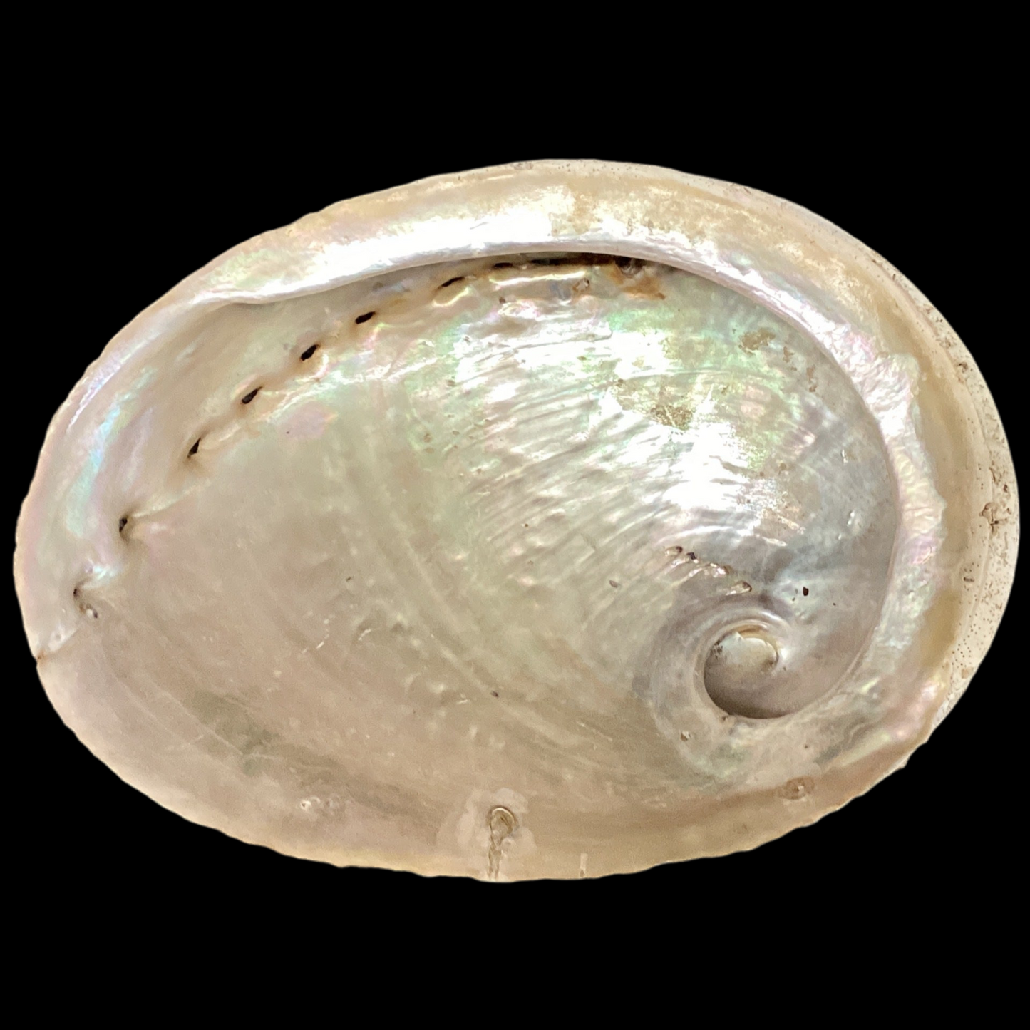 Abalone Shell 6-7"