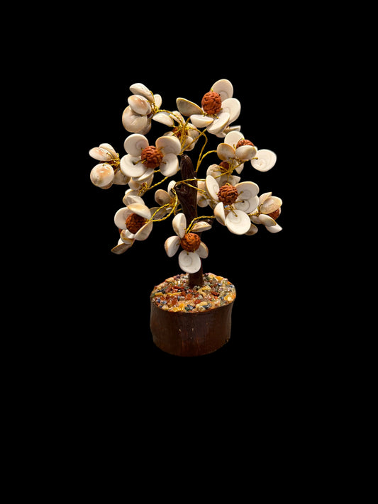 Shiva Eye Shell Tree