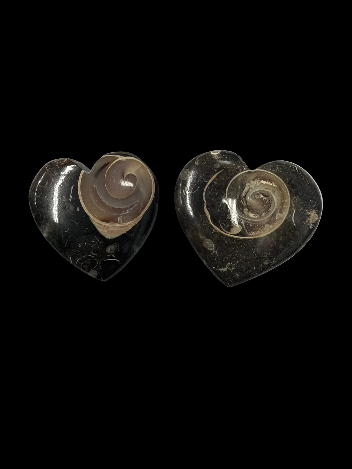 Colus Fossil Heart