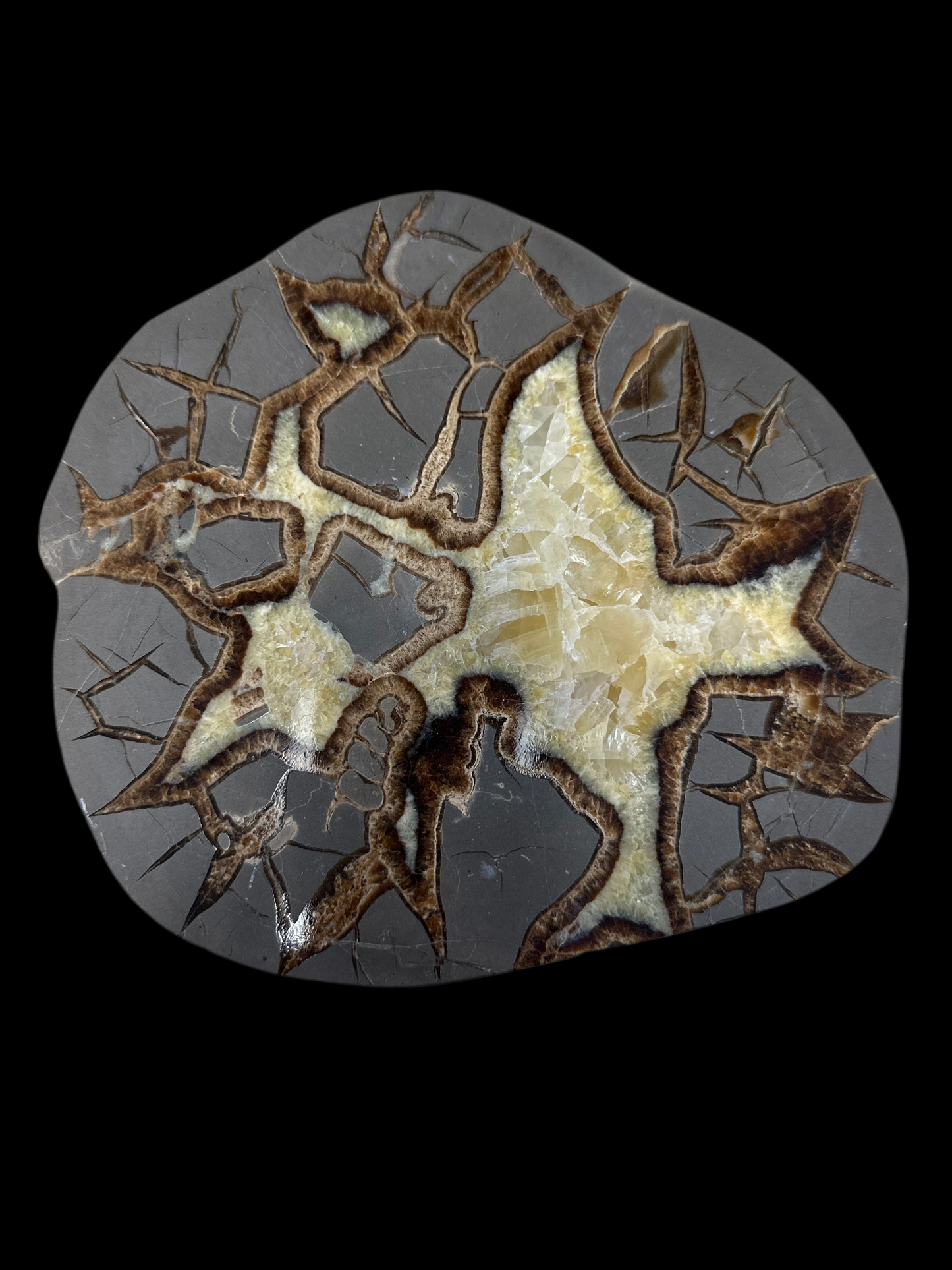 Septarian Slab