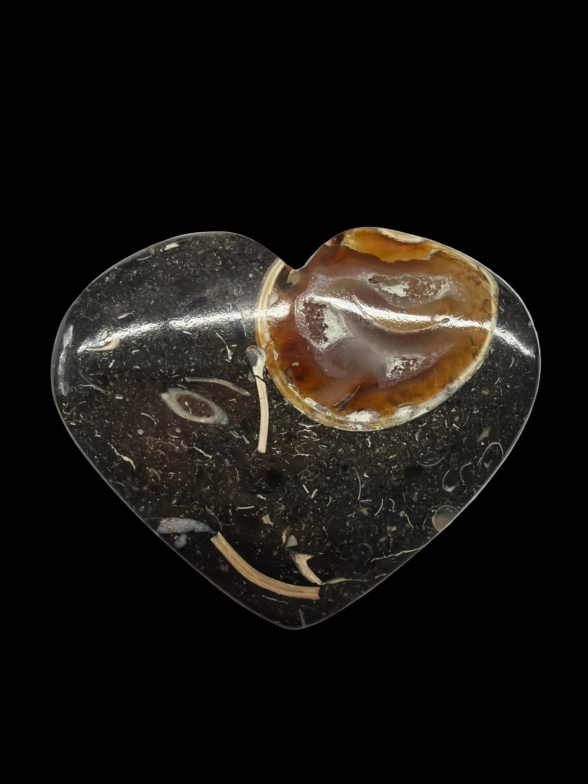 Colus Fossil Heart