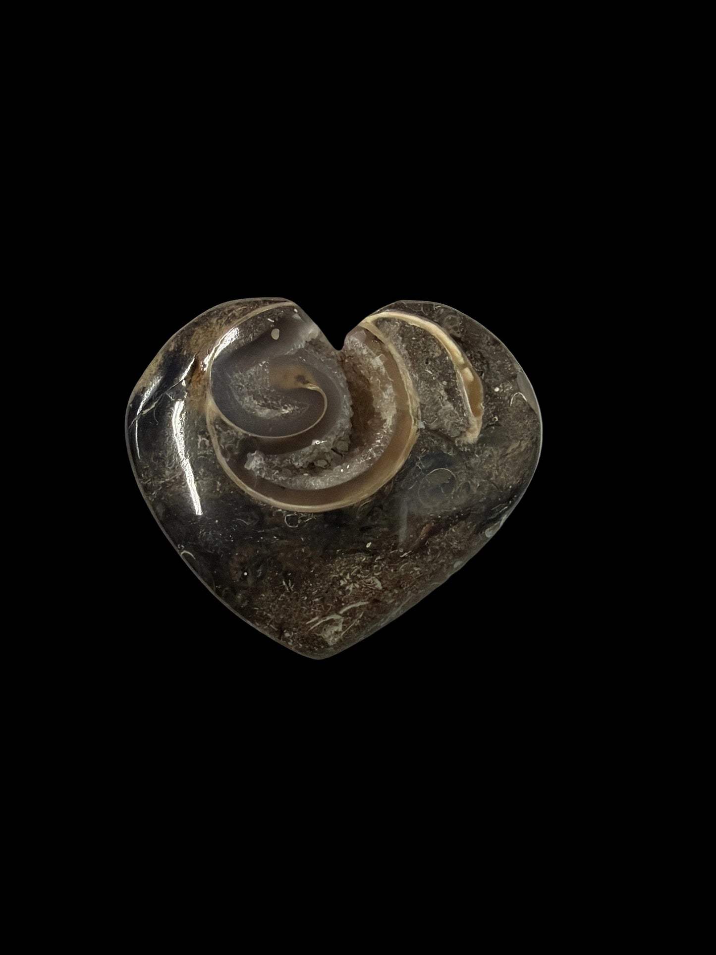Colus Fossil Heart