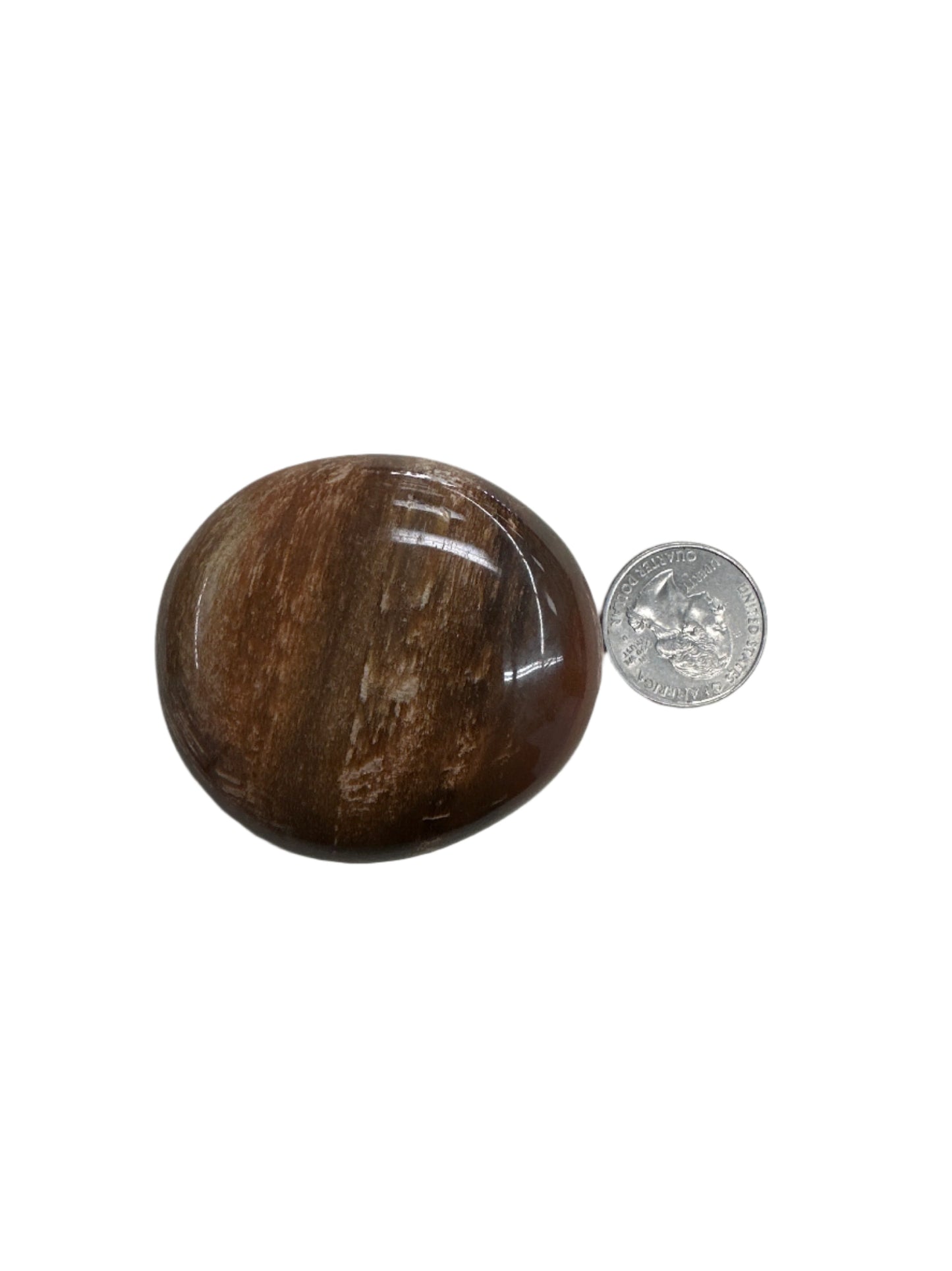 Petrified Wood Palm Stone