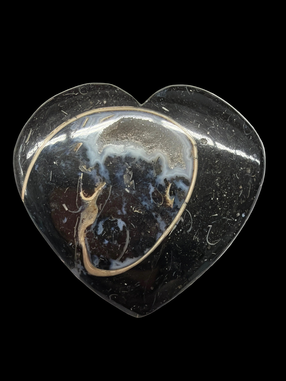 Colus Fossil Heart