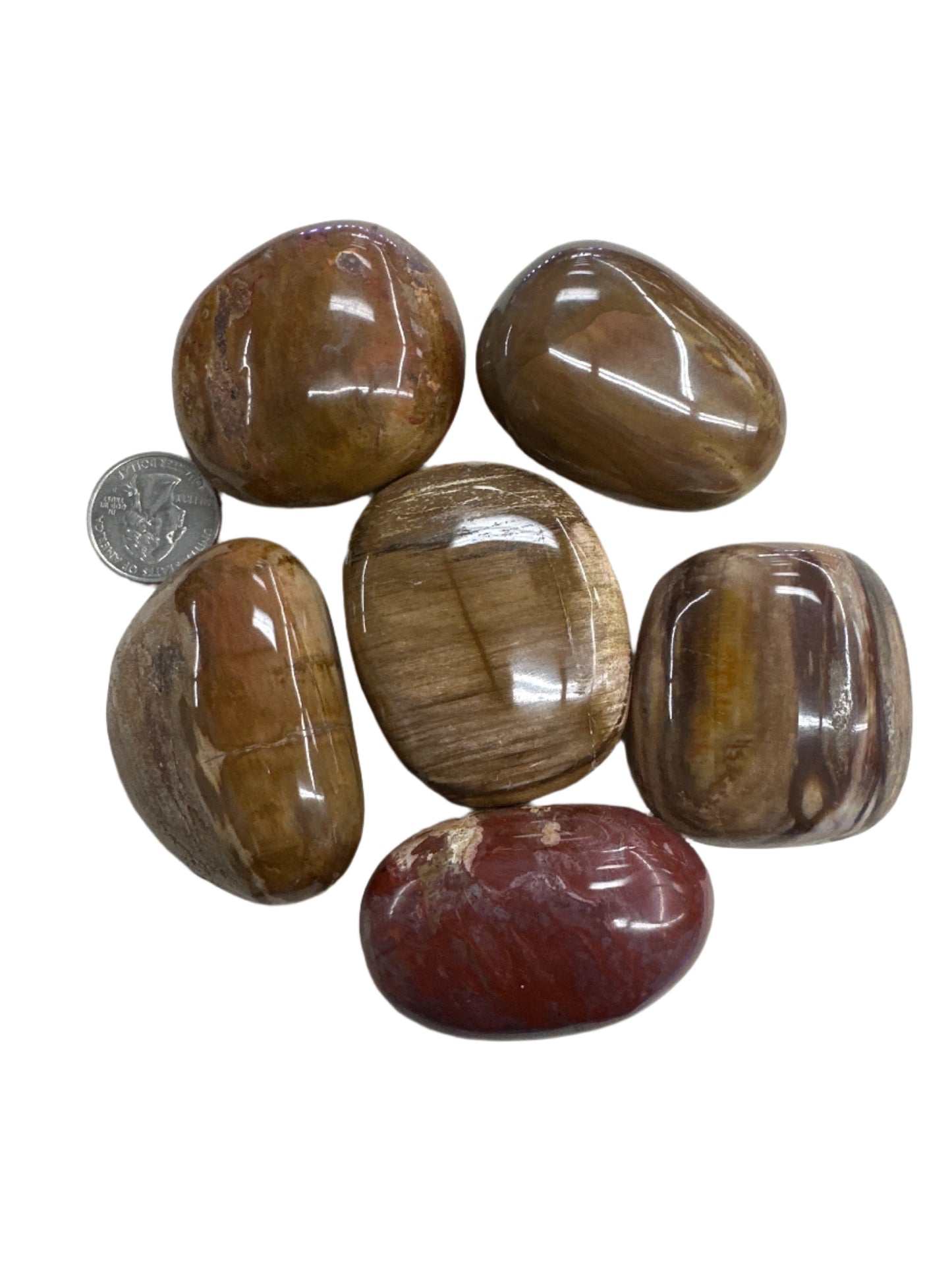 Petrified Wood Palm Stone