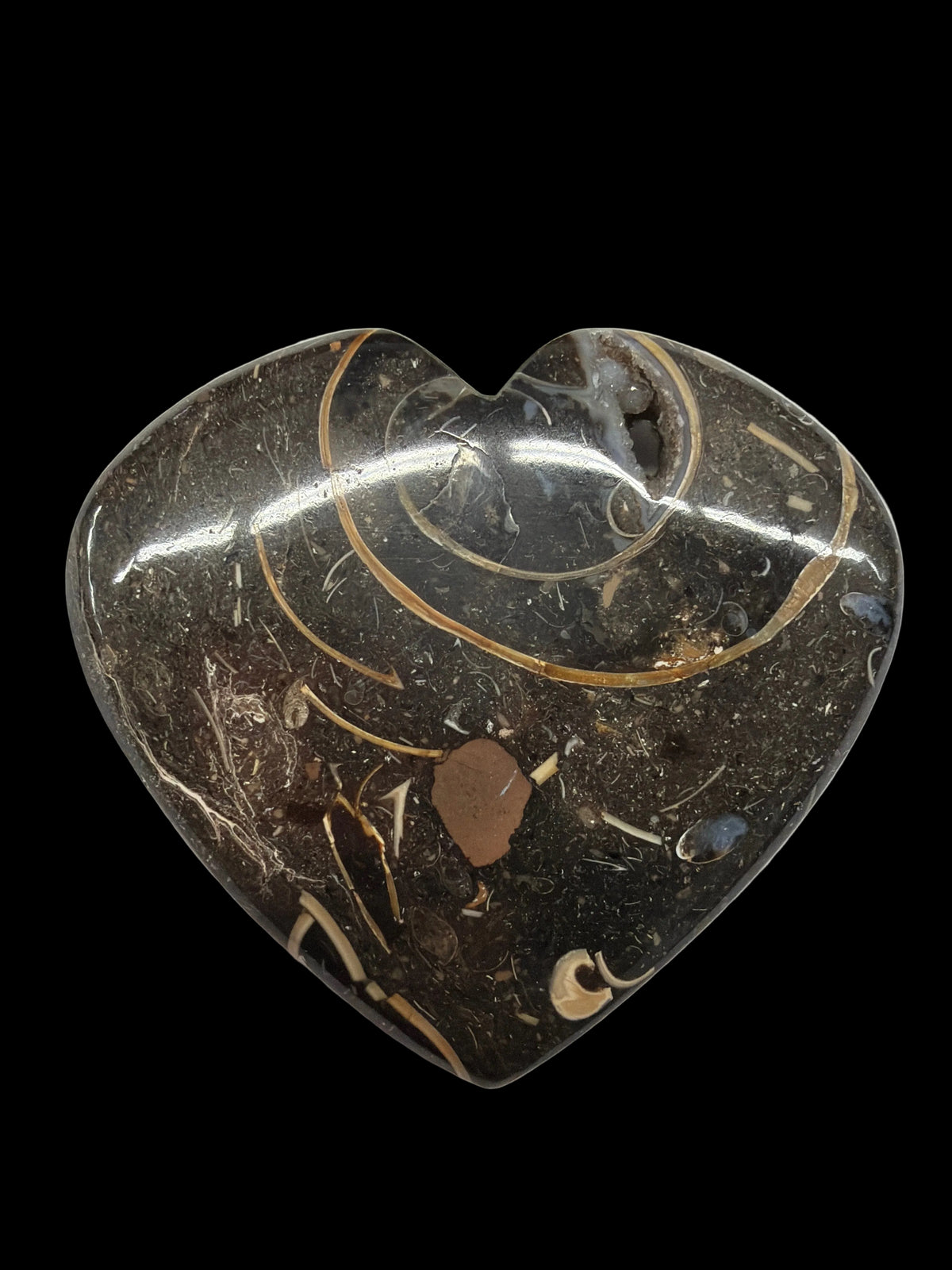 Colus Fossil Heart