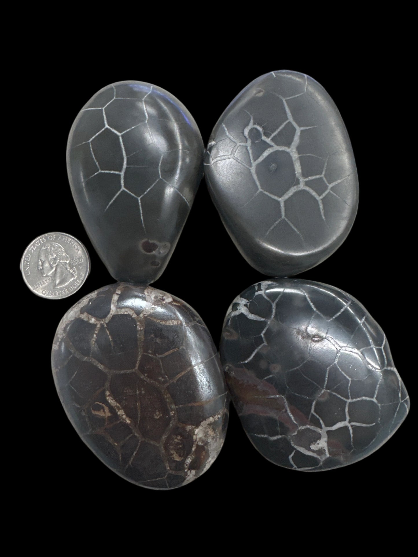 Moroccan Black Septarian Palm Stone