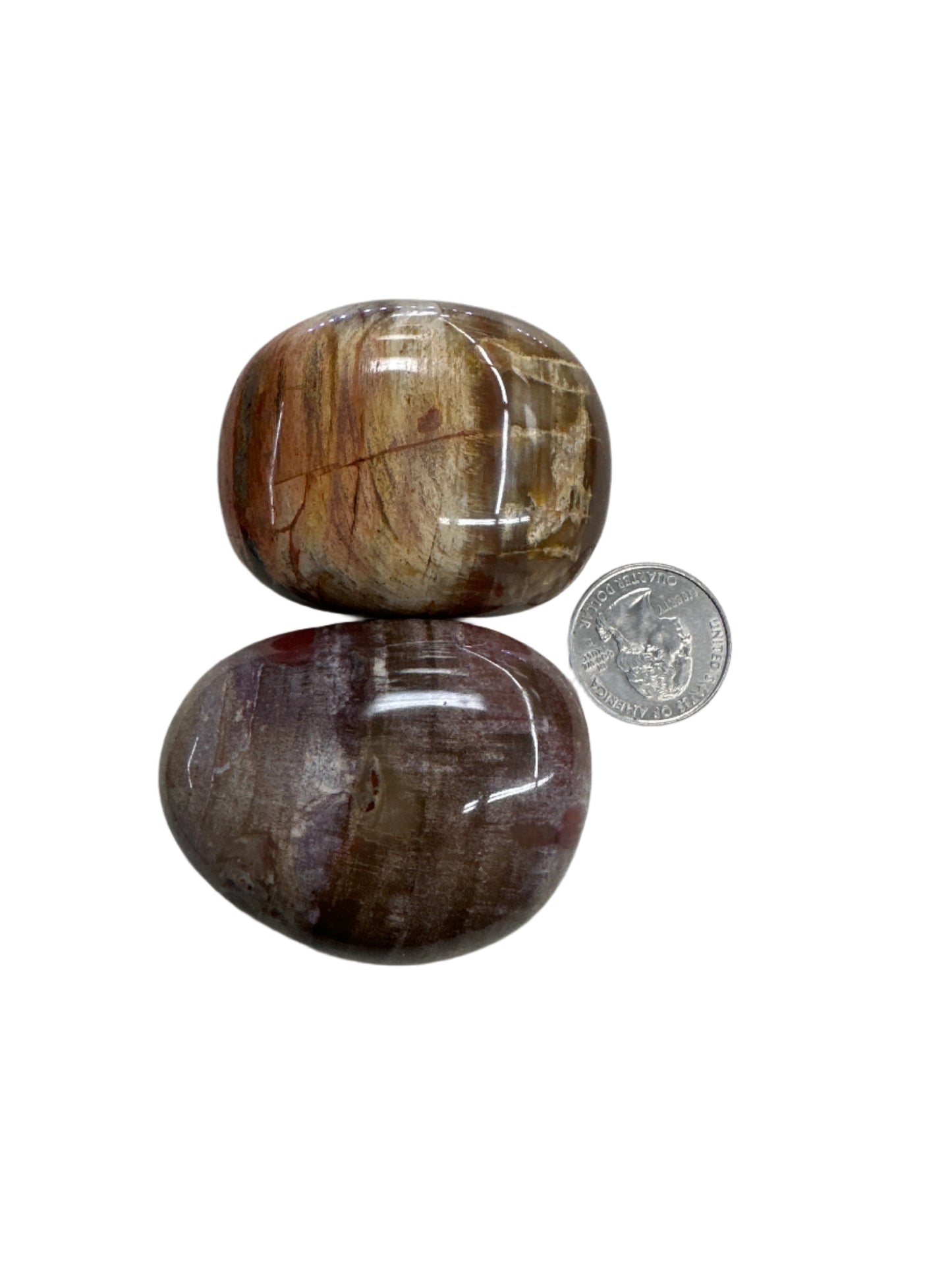 Petrified Wood Palm Stone