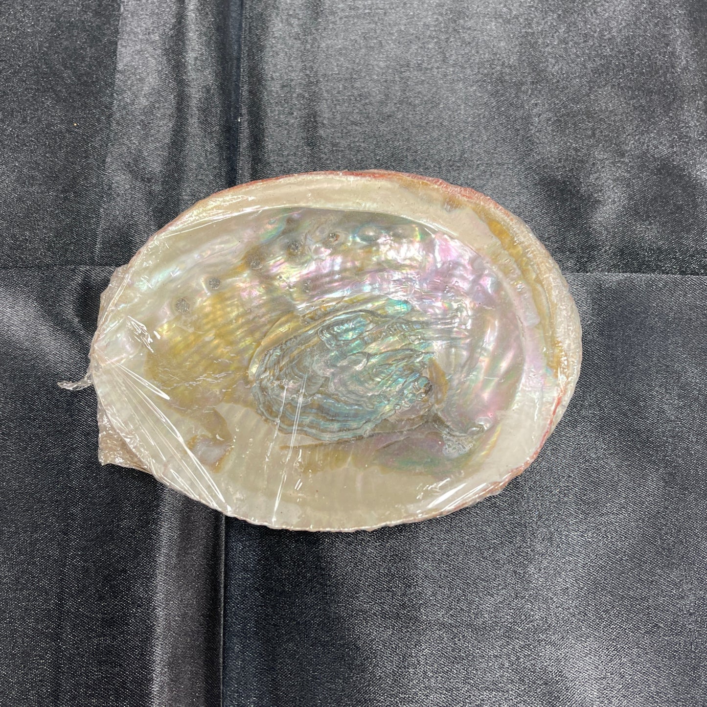 Abalone Shell 4-5”