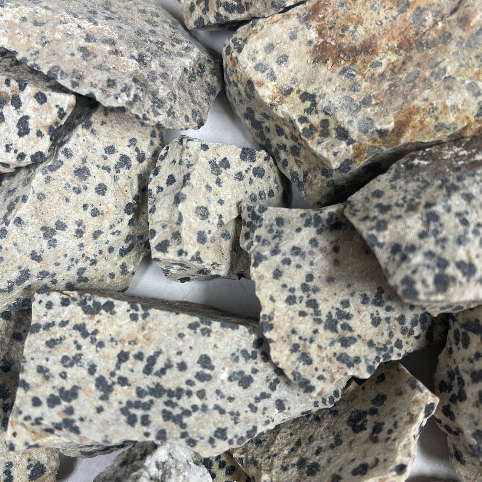 Dalmatian Jasper rough