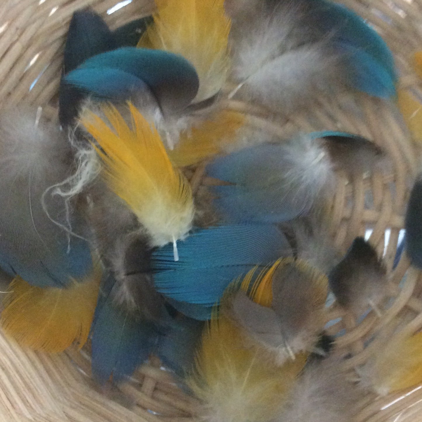 Tiny Macaw Feathers