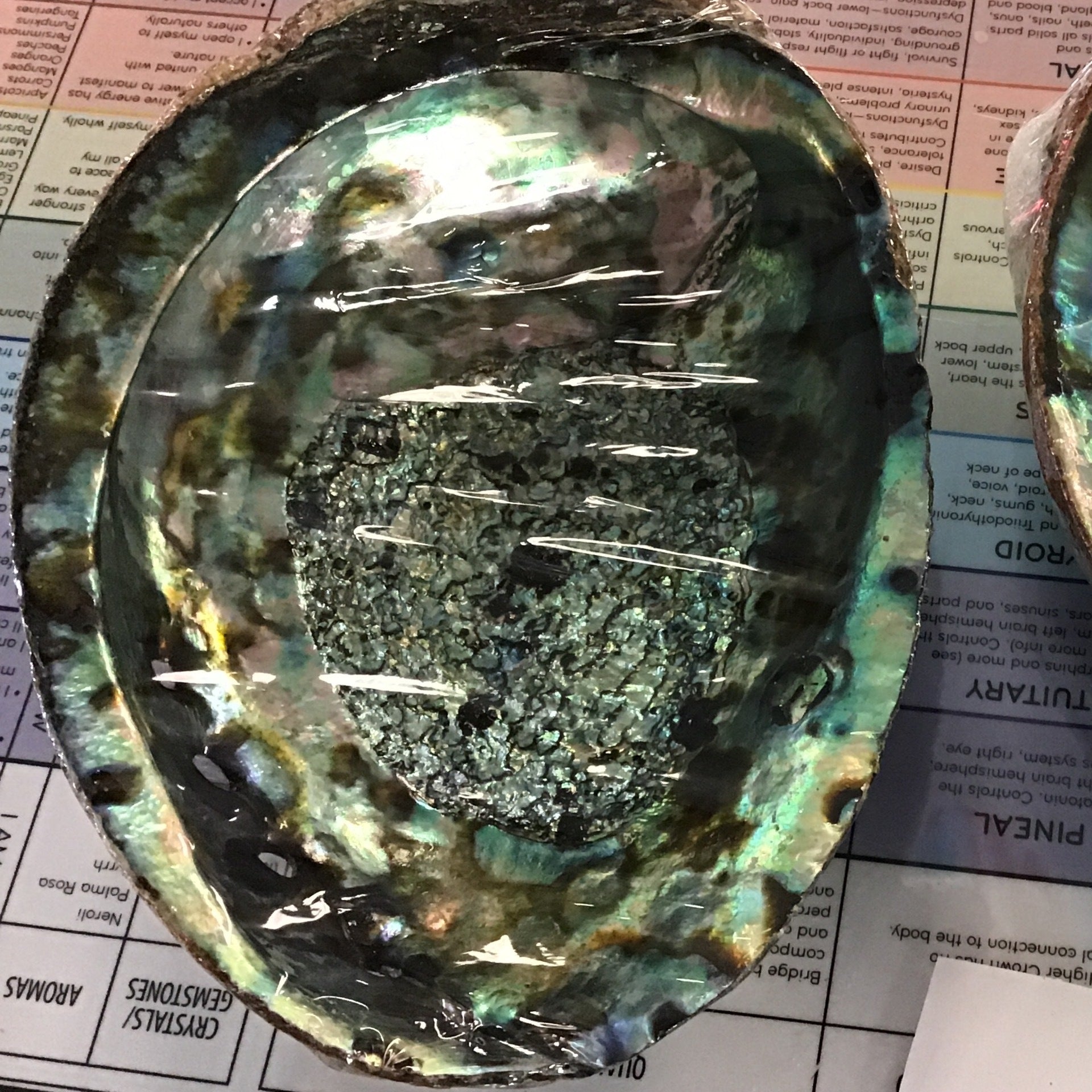 Abalone Shell 5-6”