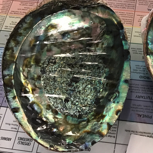 Abalone Shell 5-6”