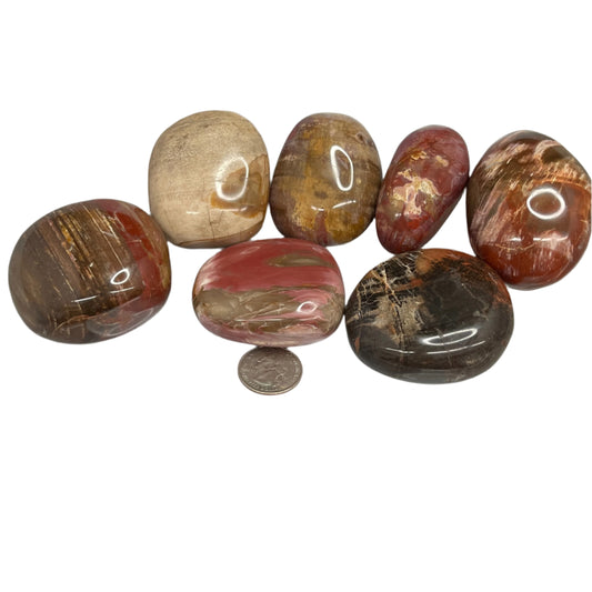 Petrified Wood Palm Stone