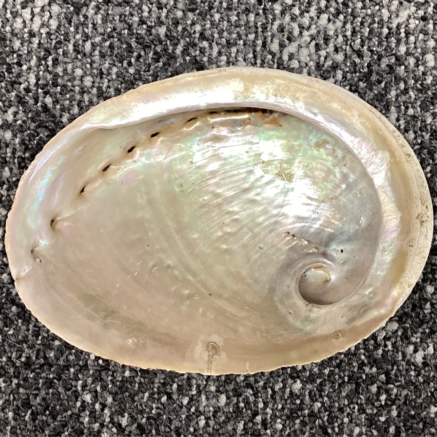 Abalone Shell 6-7"