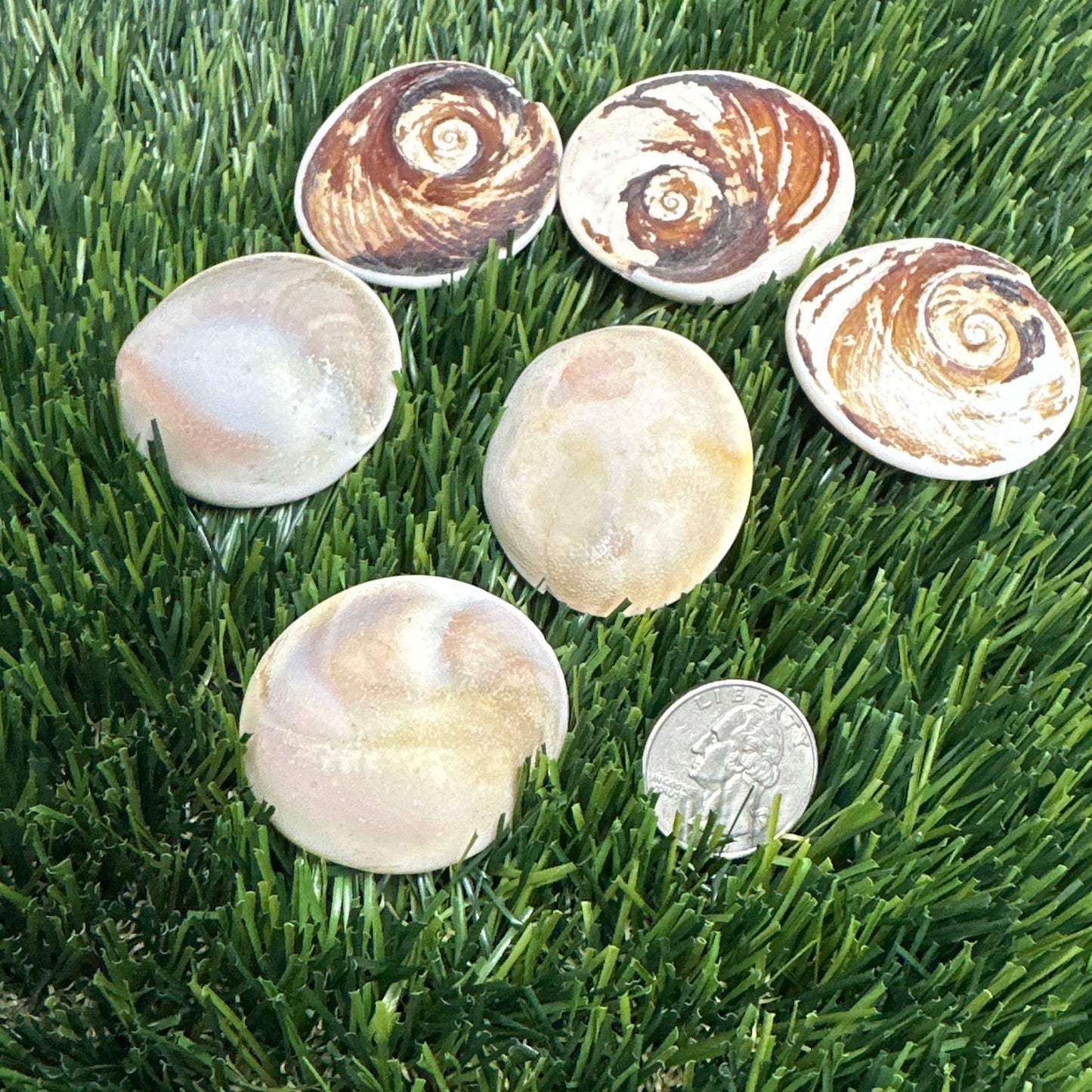 Shiva Eye Shells