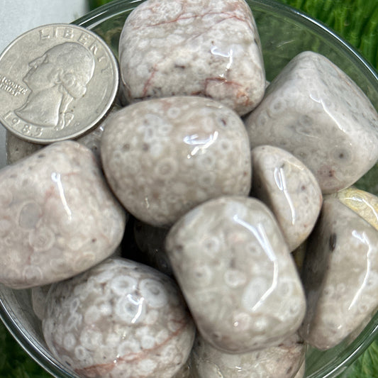 White leopard skin jasper tumbled