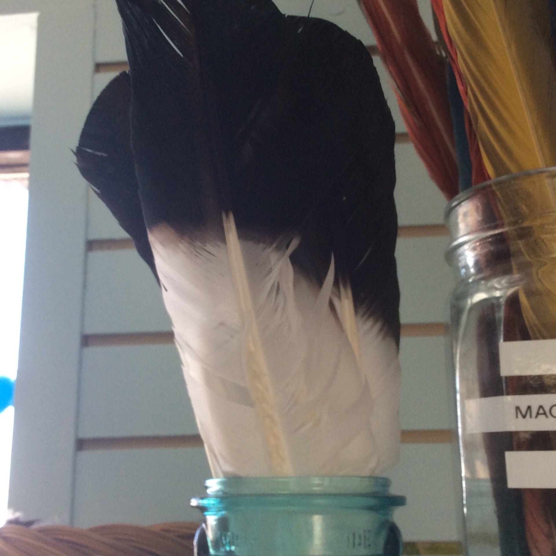 Eagle Feathers (Imitation)