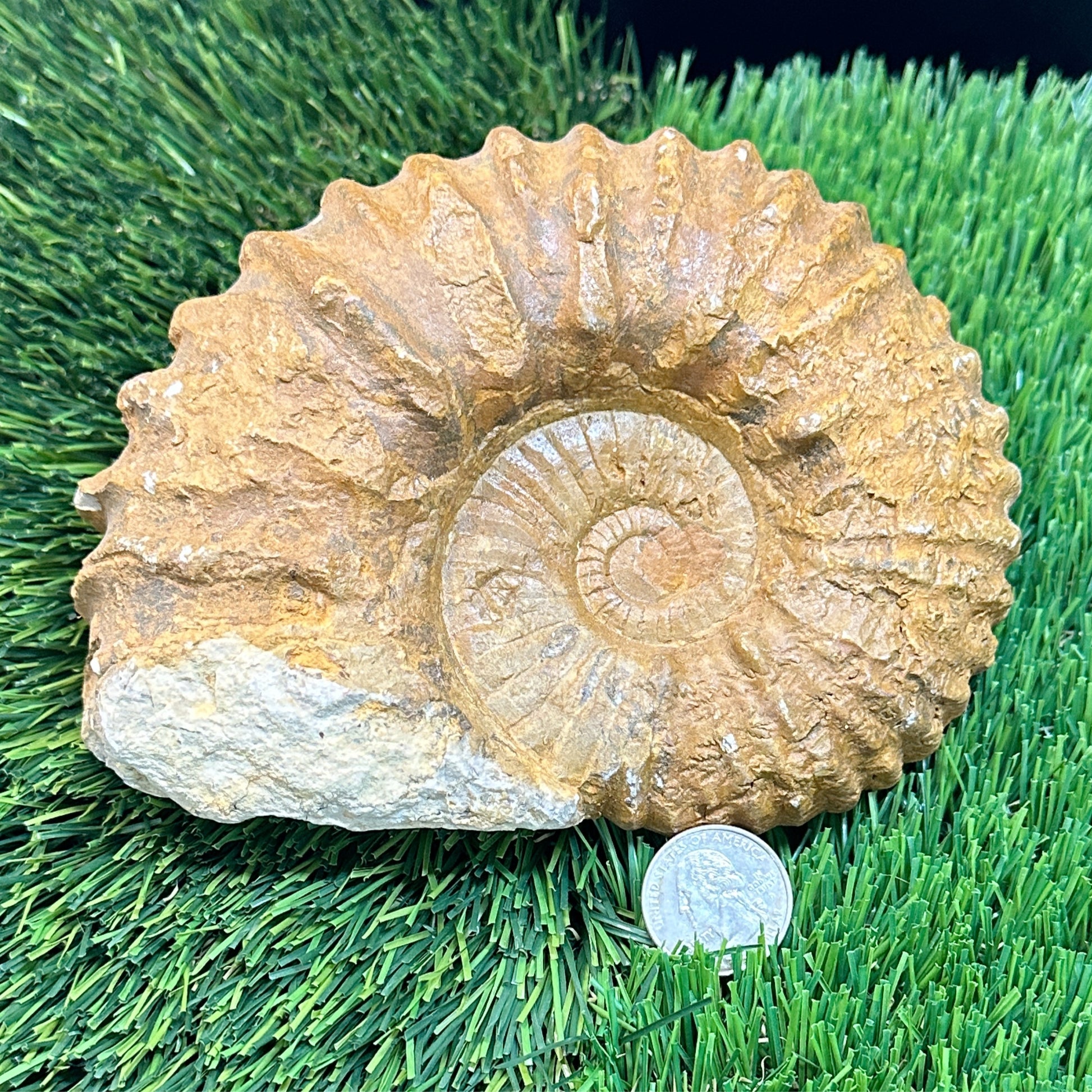 Ammonite Rough 6”