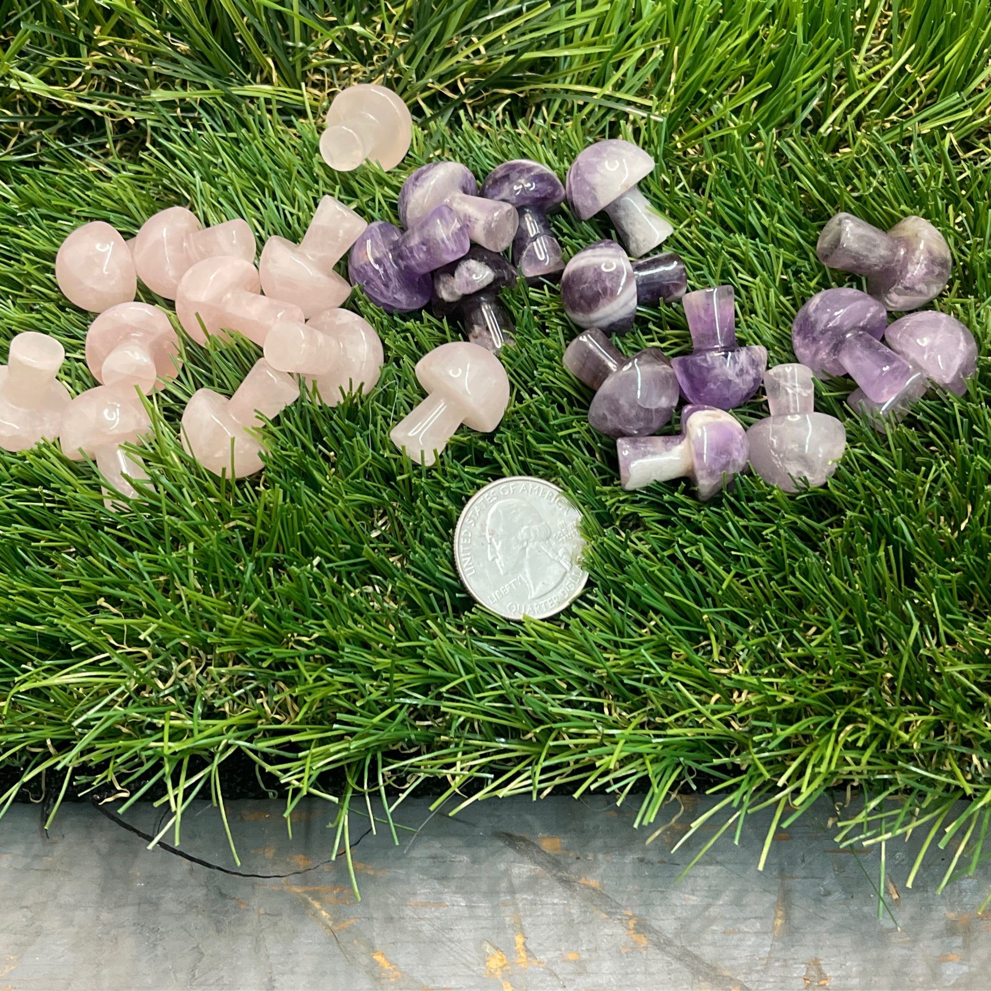 Gemstone mushrooms small