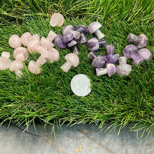 Gemstone mushrooms small